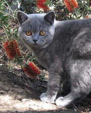 Ambritt British Shorthair Cats
