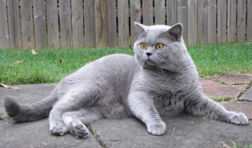 Basil